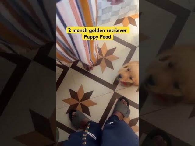 Homemade Food for Golden Retriever Puppy   #GoldenRetrieverPuppy #PuppyFood #dog #puppy  #pets