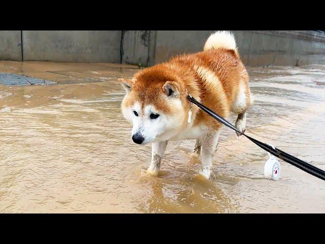 As the flood occurs, Shibe gets covered in mud as he flees to safety.