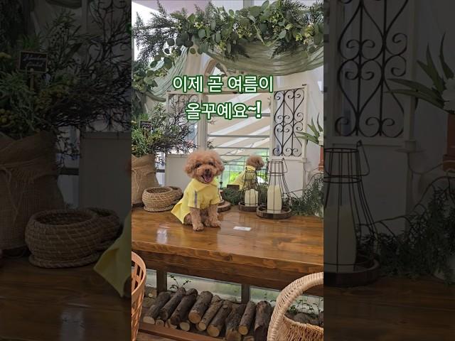 못말리는 먹보 쪼꼬미 #푸들 #노견 #12살 #cute #cutedog #애견영상 #강아지 #pets
