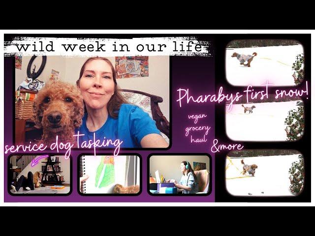 Chit-Chat Days in My Life - My Dogs 1st Snow Day EVER Service Dog Tasks, Vegan Grocery Haul  & More