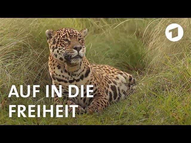 Argentinien: Wildtiere zurück in die freie Natur I Weltspiegel