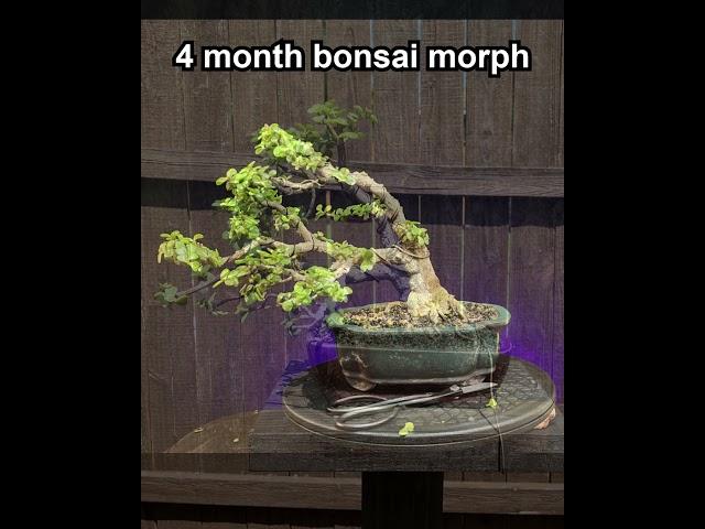 4 MONTH BONSAI MORPH / portulacaria afra / windswept #bonsai #indoorbonsai