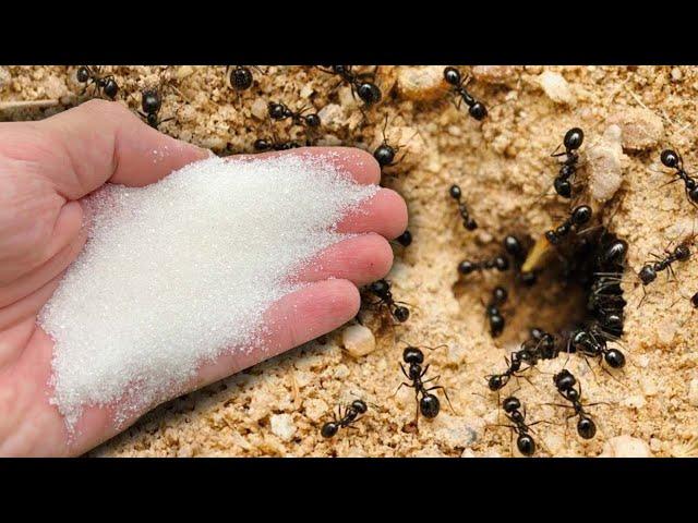 The Ant Is Eating Away Right Before Our Eyes! Finally, A Really Working Way! The ants have