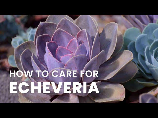 BEST TIPS | HOW TO GROW AND CARE FOR ECHEVERIA PLANT |