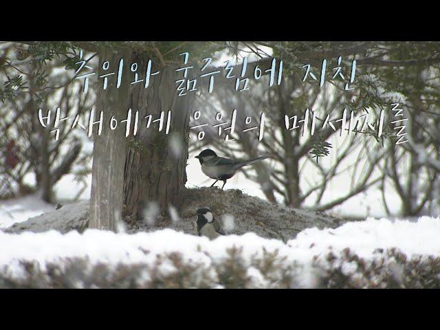 [자연학습 나레이션 1] 눈 내리는 아침 박새들의 힘든 겨울 이야기를 영상에 담아 봤어요.  [Winter story of snowy cold morning birds]