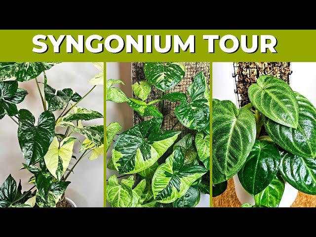 New Syngonium Collection Updates | Arrowhead Plants