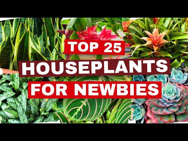 25 BEST Houseplants for TOTAL BEGINNERS!  Best Plants for NEWBIES That THRIVE! 