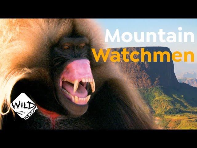 Geladas: Watchmen of Ethiopia’s Mountains | Wild to Know