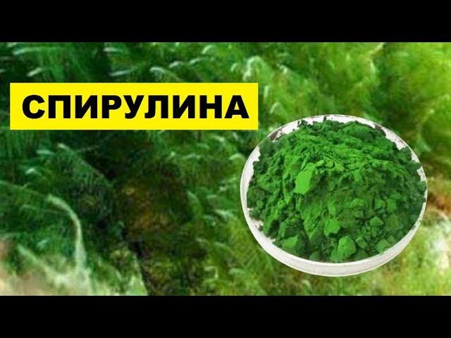 Выращивать Водоросли Спирулина как бизнес идея