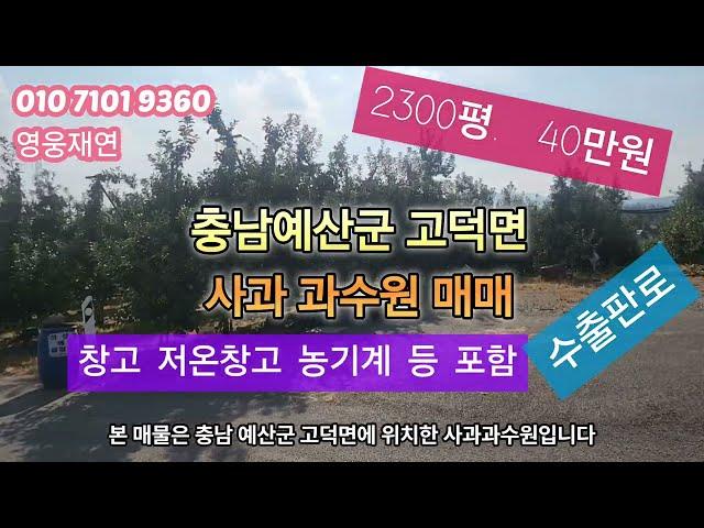 [12]  전원주택 있는 2300평 예산사과과수원 매매. 사과 전량 수출. 저온창고.농기계 등 일체 포함. 성화공인중개사사무소 010-7101-9360