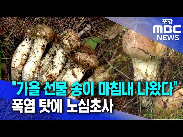 "가을이 준 선물 송이 마침내 나왔다"..폭염 탓에 2주 늦어져 (2024.10.15/뉴스데스크/포항MBC)