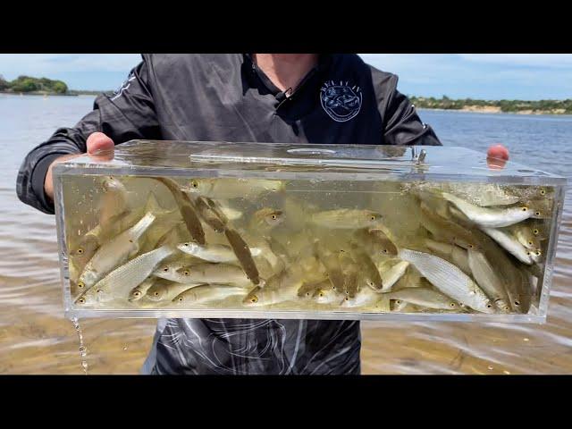 Poddy Mullet with the Deluxe Bait Trap at Lakes Entrance