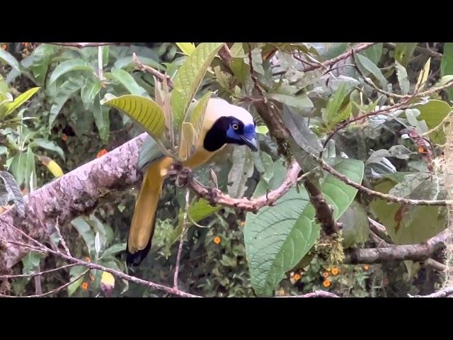 Ecuador - Inca Jay or Green Jay 綠藍鴉(印加鴉)