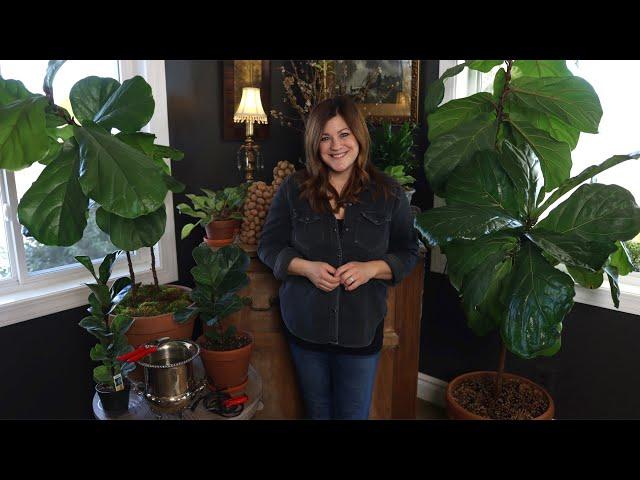 Fiddle Leaf Fig Care Guide!  // Garden Answer