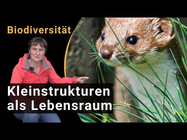 Biodiversität fördern durch Kleinstrukturen (Ast- u. Steinhaufen, Totholz) als Lebensräume für Tiere