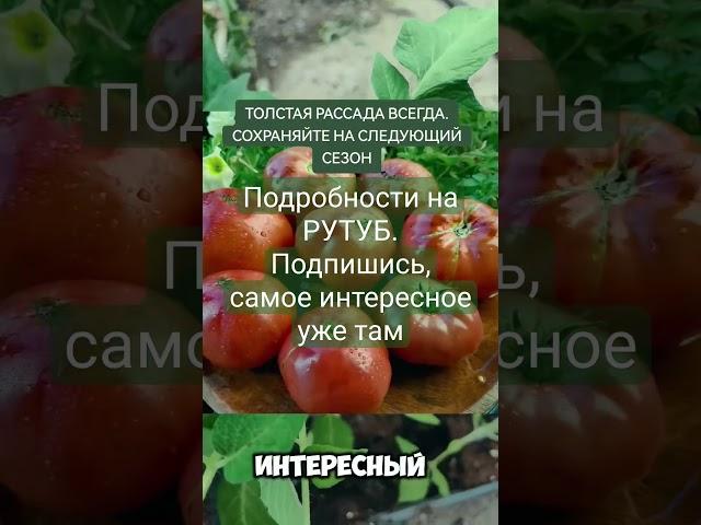 Секреты ТОЛСТОЙ Рассады. Комплекс мер #дача #садоводничество #сад #garden #огород #обзордачи