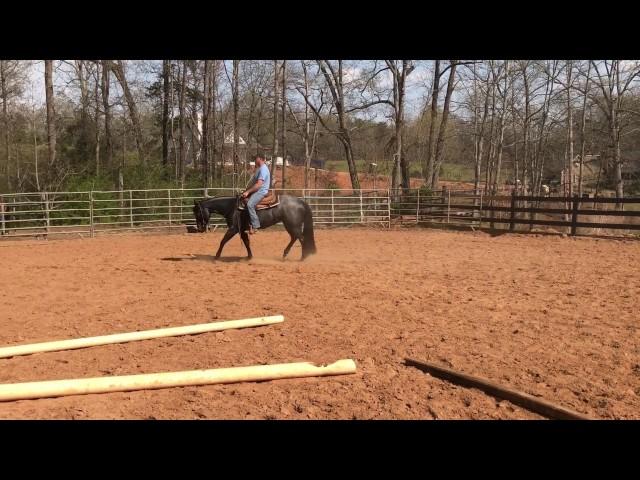 2014 Blue Roan Mare out of VS Code Red
