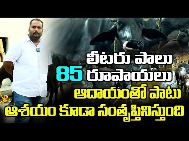 Dairy Farm Business : 60 గేదెలు , 7గురు వర్కర్లు , కోటిన్నర పెట్టుబడి | dairyfarming | Sasyasyamalam