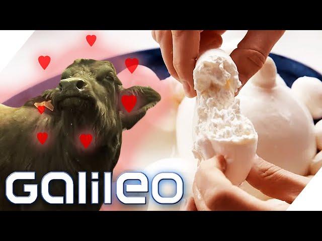 Bester Mozzarella von den glücklichsten Büffeln! | Galileo | ProSieben