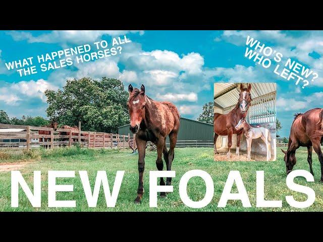 MEET ALL OUR HORSES & NEW FOALS + SOLD UPDATES