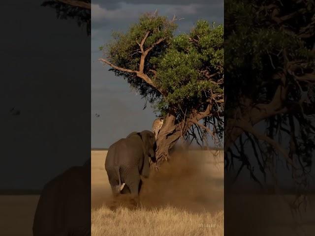 “숨었지만 소용없다! 코끼리의 머리 박치기”  “No Escape! Elephant Rams the Tree to Hit the Leopard!”