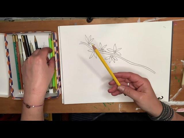 Drawing Forsythia