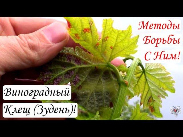 Виноградный Клещ (Зудень)! Методы борьбы с ним