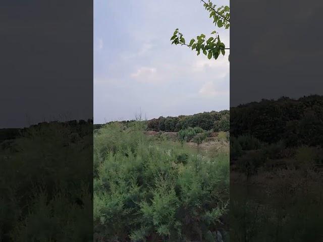 قرآن بصوت محمد صديق المنشاوي