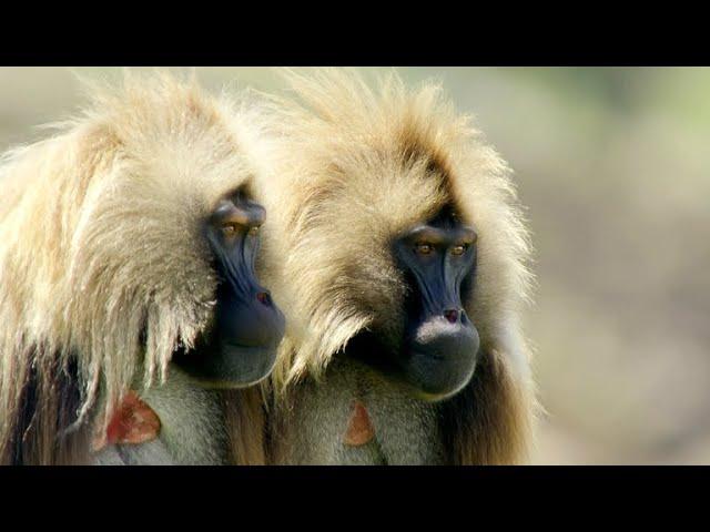 These Ethiopian Geladas Produce a Very Human-like Sound (4K)