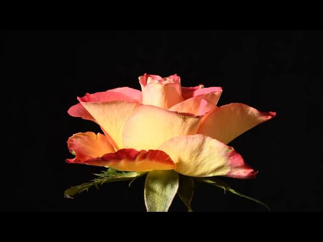 Rose rotate and dying time lapse