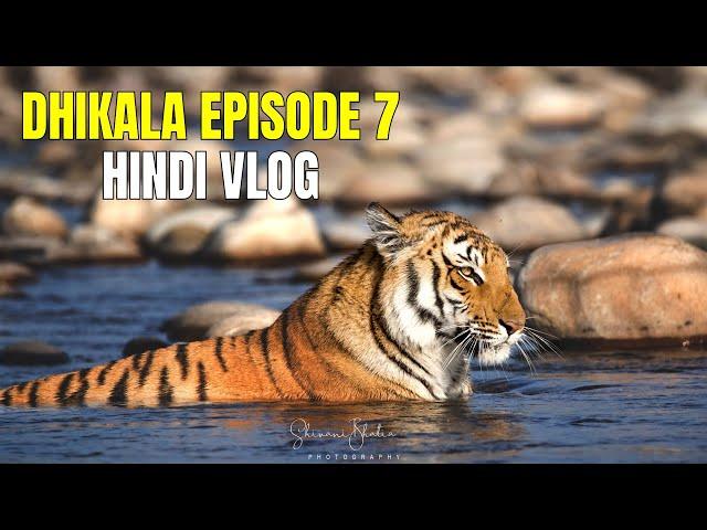 Dhikala mein Bumper Tiger Sighting | Discover Wild Paws Jim Corbett Dhikala Series Hindi 4K