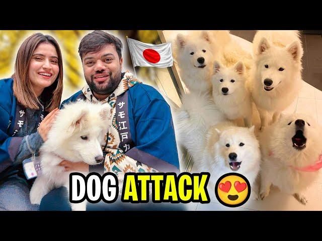 We Went To Dogs House In Japan  | Tokyo Mein Dogs Ne Attack Kar Diya 