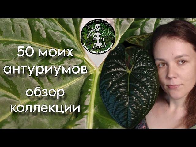 Обзор моей коллекции, часть 2. Антуриумы