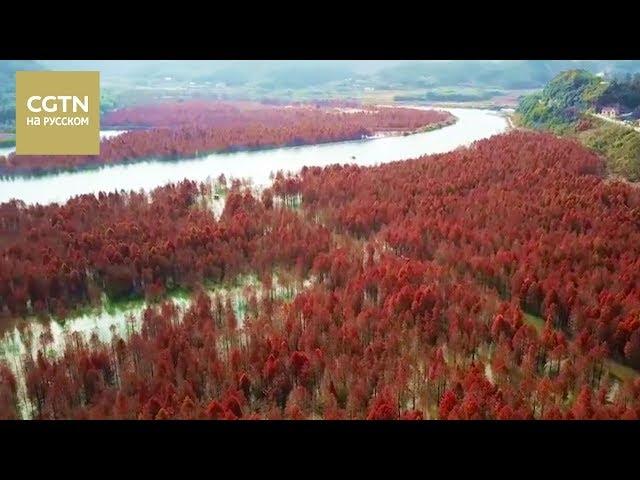 Невероятно красивое видео осеннего леса, раскинувшегося над водой[Age0+]