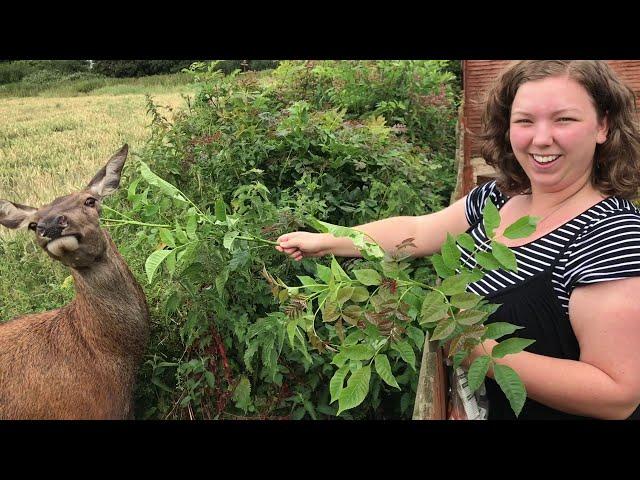 feeding deer in the garden