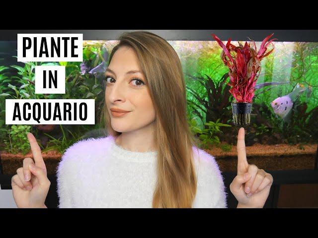 GUIDA alle PIANTE in ACQUARIO 