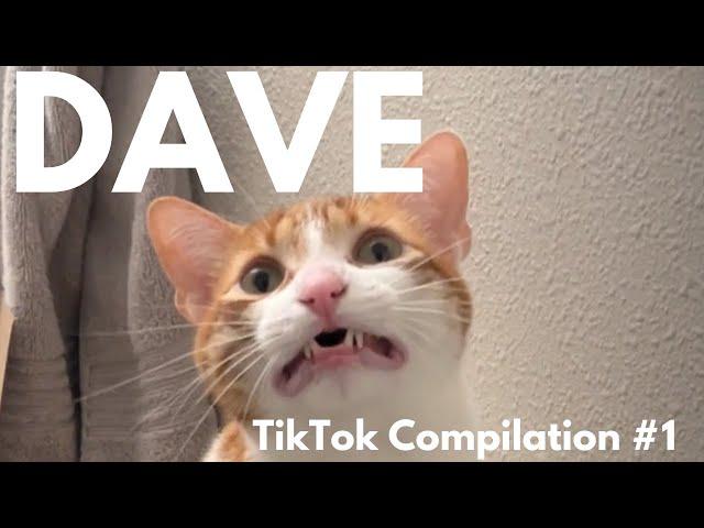 DAVE THE CAT - Funniest TikToks - VOLUME 1