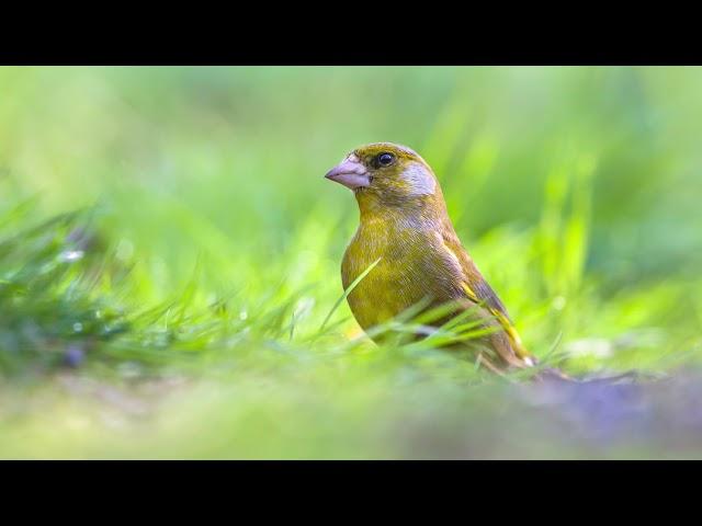 The song of the Greenfinch - Nature and birds sounds to recognize the Greenfinch | 10 Hours