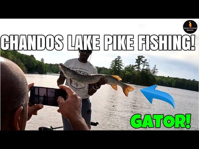 PIKE FISHING AT CHANDOS LAKE!