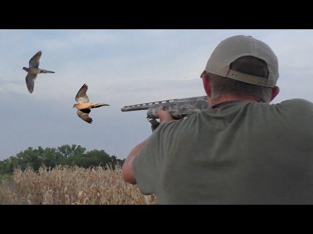 The Dove Were Flying Everywhere! Dove Hunt Fall 2023