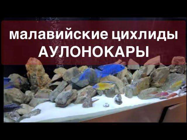 Малавийские цихлиды Аулонокары из Германии