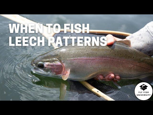 When Leech Patterns are DEADLY Effective in Fly Fishing Stillwaters