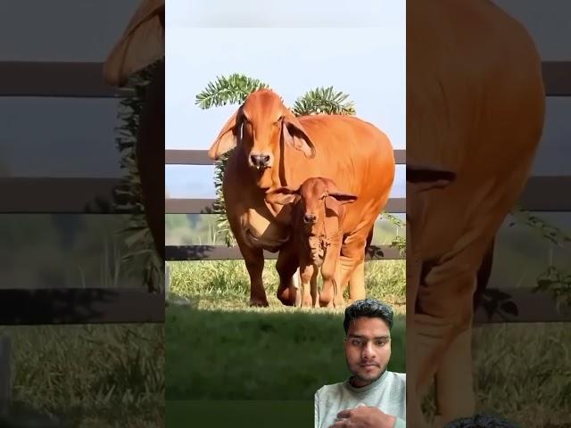 Jay gau mata Jay shree Krishna #cow #animals #farming #bull #gaumata #bullrace #dwarfcow #cowcalf