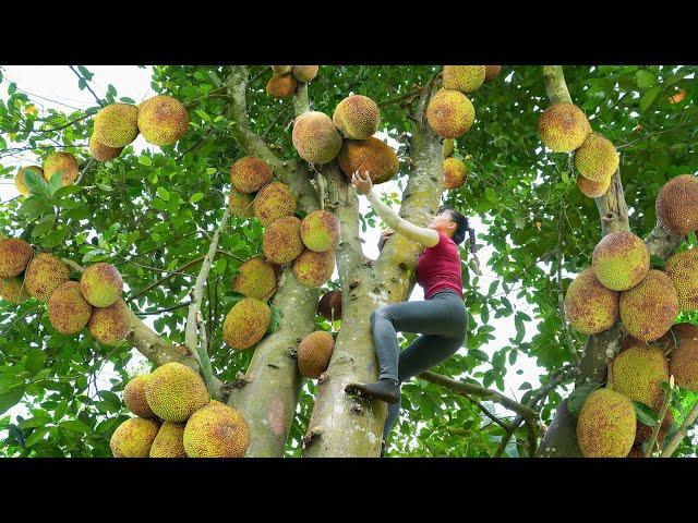 Harvesting Jackfruit Trees With Lots Of Fruit Goes To Market Sell - Cooking | Free Bushcraft