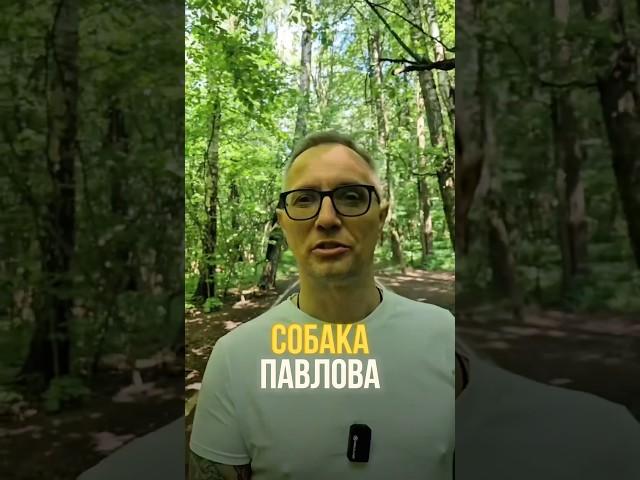 СОБАКА ПАВЛОВА