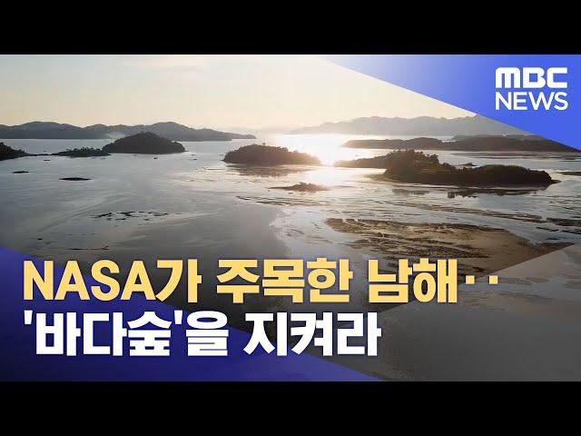 NASA가 주목한 남해‥'바다숲'을 지켜라 (2022.09.13/뉴스투데이/MBC)