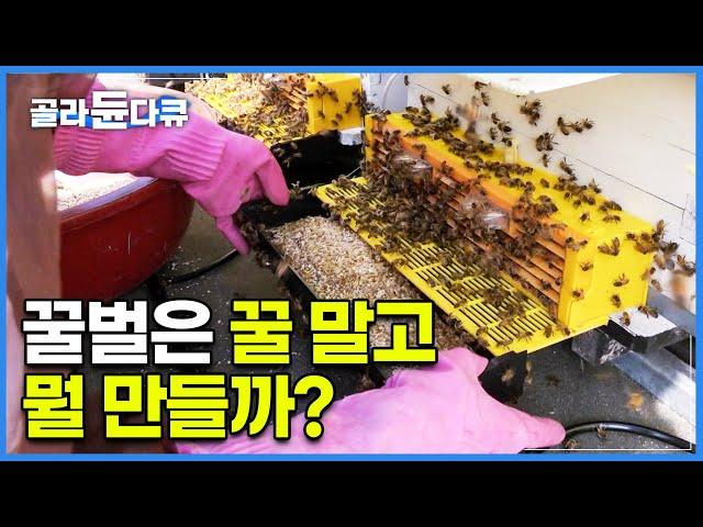 꿀벌 150통 싣고 전국 유랑하는 꿀벌 가족│꿀벌이 꿀 말고 만들 수 있는 것들│돈이 되는 양봉│극한직업│#골라듄다큐