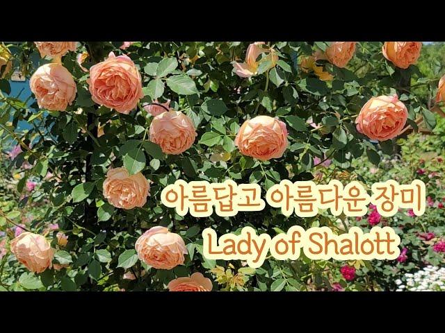 Lady of Shalott l 레이디 오브 샬롯 ㅣ영국장미ㅣ주황색장미ㅣ 아름다운 장미ㅣ향기로운 장미