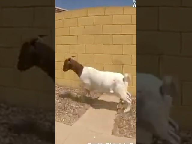 Goat Apprehension Team #lawenforcement #policevideo #policeofficer #police #trending #goats