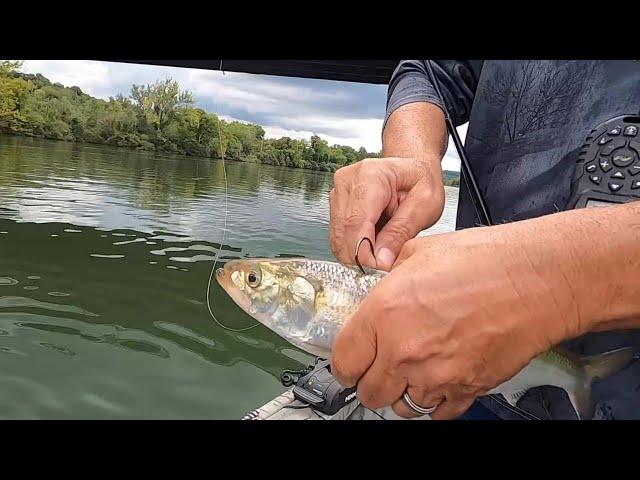 Intence STRIPER FISHING Method, Hands on